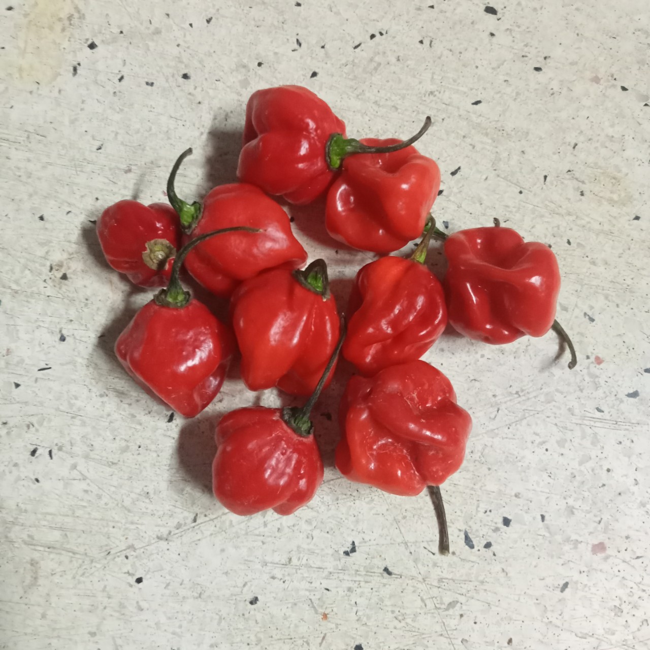 Combo 10 Hạt Ớt Habanero ( Red, Chocolate )
