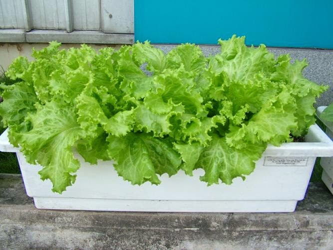 Phân đạm cá nước ngọt hữu cơ (1 lít)