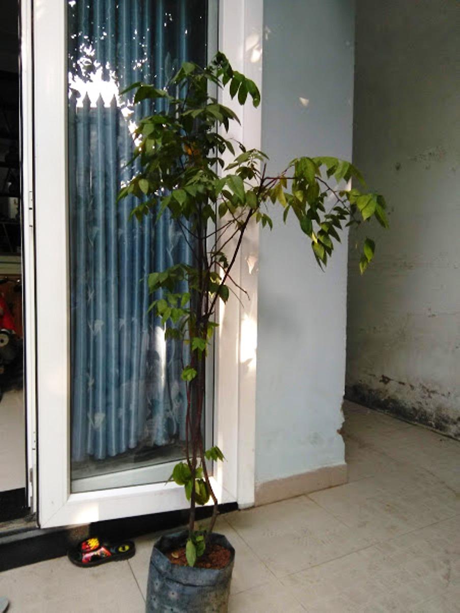 Cây khế chua- chiều cao khoảng 1m