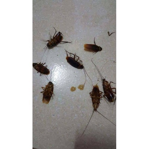 COMBO 5 LỌ THUỐC DIỆT KIẾN , GIÁN - THUỐC DIỆT KIẾN , GIÁN