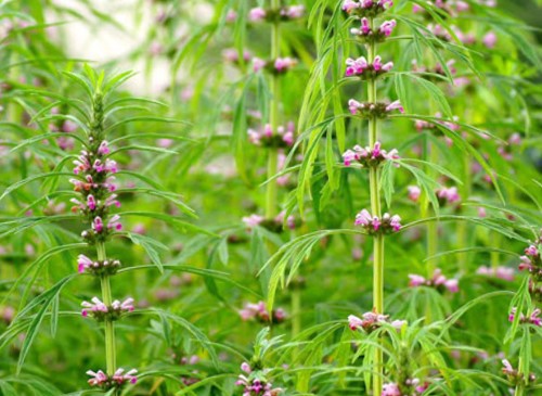 "Gói 50 Hạt " Hạt giống cây Ích mẫu - cây dược liệu