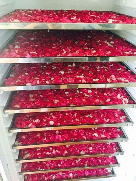 KAROSE BUD - XỊT DƯỠNG TÓC HOA HỒNG HỮU CƠ