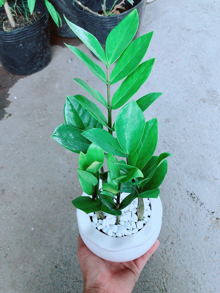 [HCM]Chậu Kim Tiền Thái