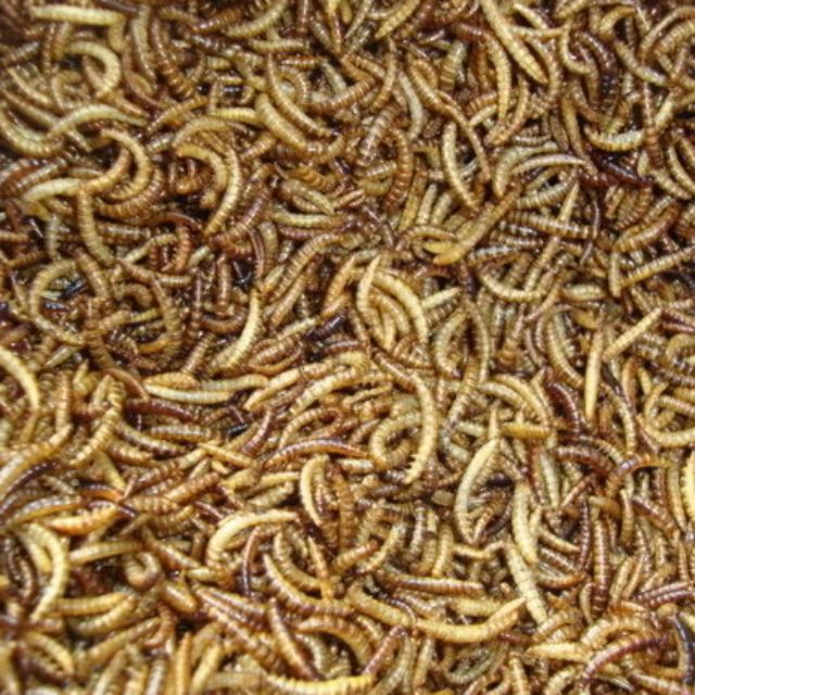 Sâu gạo cho hamster