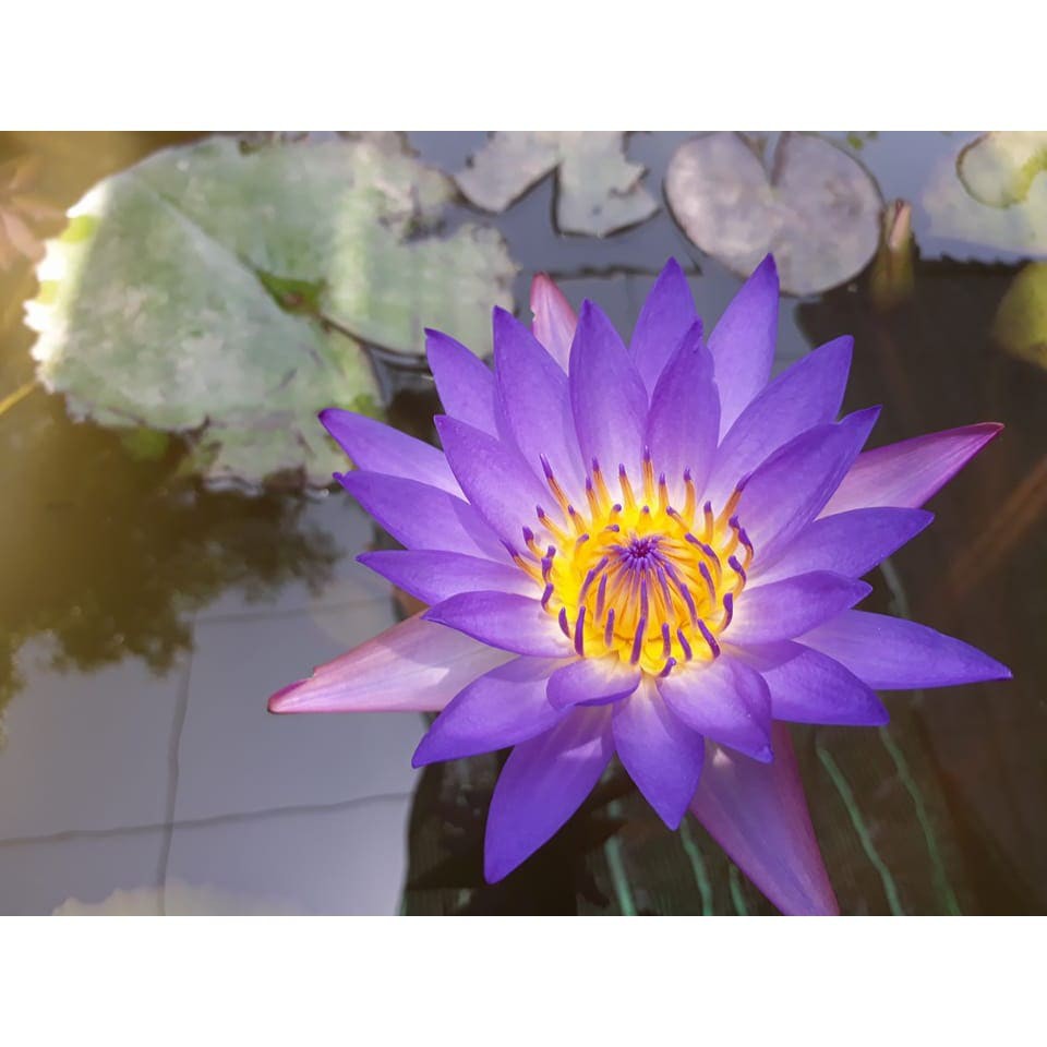 ( RẺ VÔ ĐỊCH)- Cây hoa súng thái lan màu tím huế