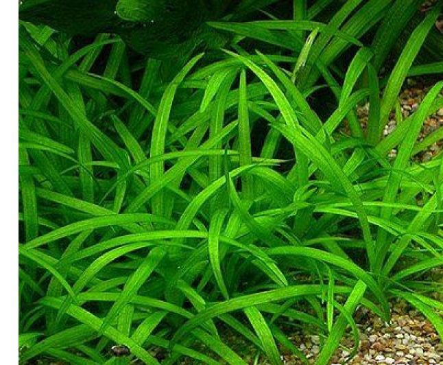 Cỏ thìa - Cây thủy sinh trãi nền