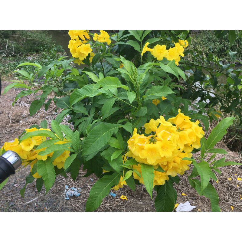 chậu cây giống hoàng yến ( cây huỳnh liên)