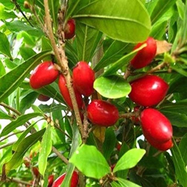 Cây Thần kỳ đang có hoa