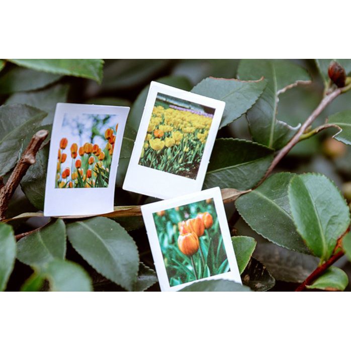 Bộ 46 Sticker Hoa Tulip Hà Lan E57