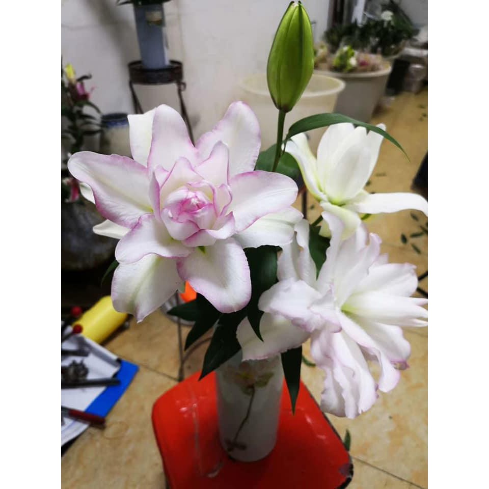 Củ Ly Thân cao Hoa Kép Màu Hồng Sen (Củ Ly Giống)