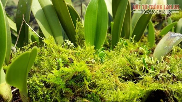 Rêu rừng trồng lan ghép lan