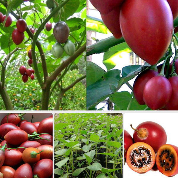 "Gói 10 Hạt " Hạt giống cà chua thân gỗ tamarillo