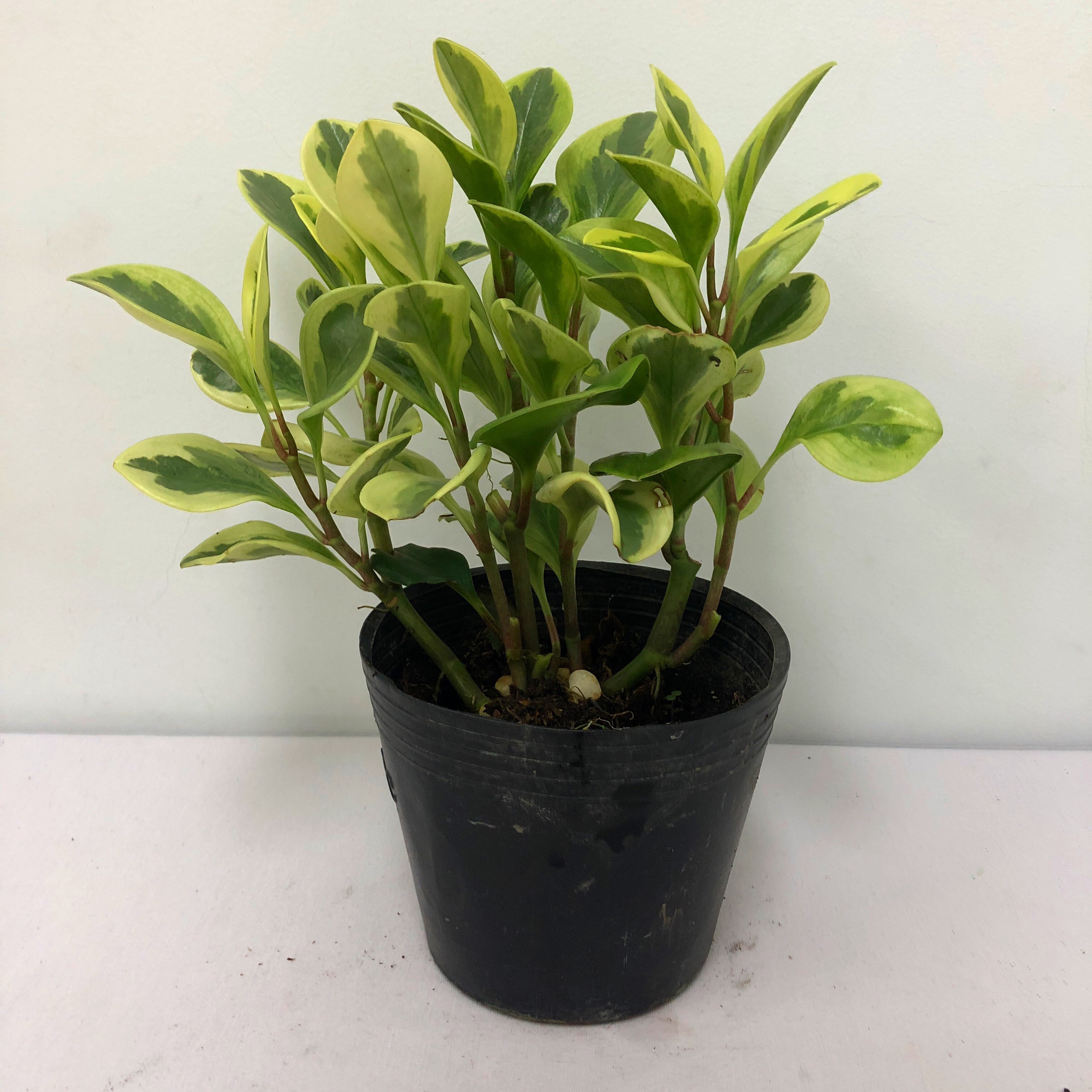 Cây TRƯỜNG SINH CẨM THẠCH cao 25 – 30cm