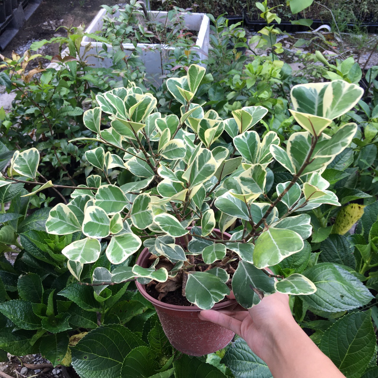 Chậu cây Bàng Lá Tim Cẩm Thạch - Cây để bàn (Ficus deltoidea Jack f. Variegata)