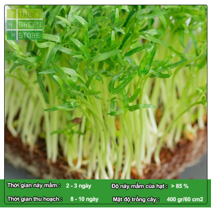 Hạt giống mầm rau muống 100g