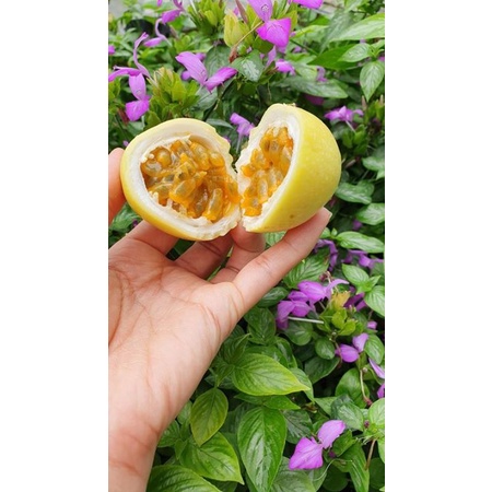 CÂY GIỐNG CHANH DÂY VÀNG (cây giống có bảo hành )