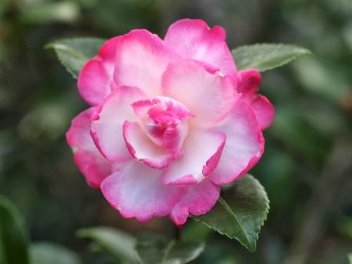 Hạt giống hoa Trà My Nhật mix(Camellia)