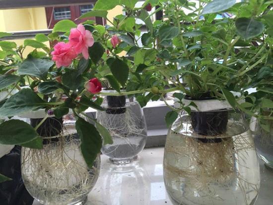 Dung Dịch Thủy Canh HYDROPONIC 500ML