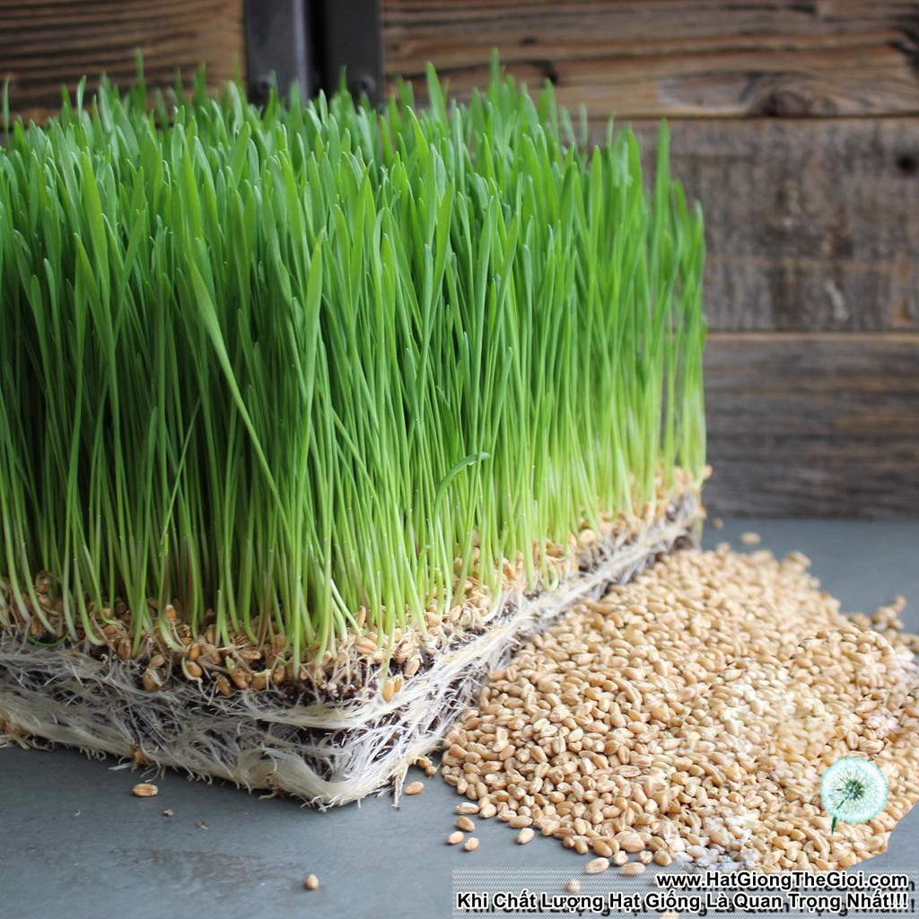 1KG - HẠT GIỐNG CỎ LÚA MÌ( LÚA MẠCH) - CỎ MÈO