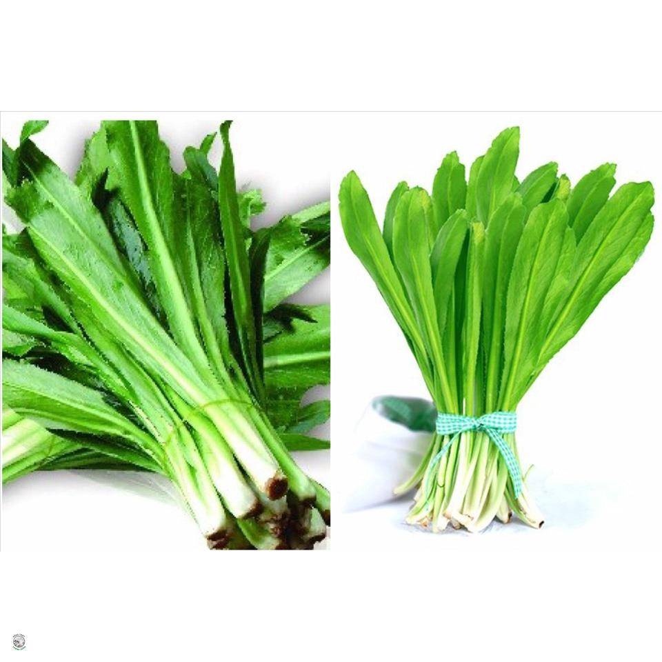 Hạt Giống Ngò Gai - Gói 3 Gram