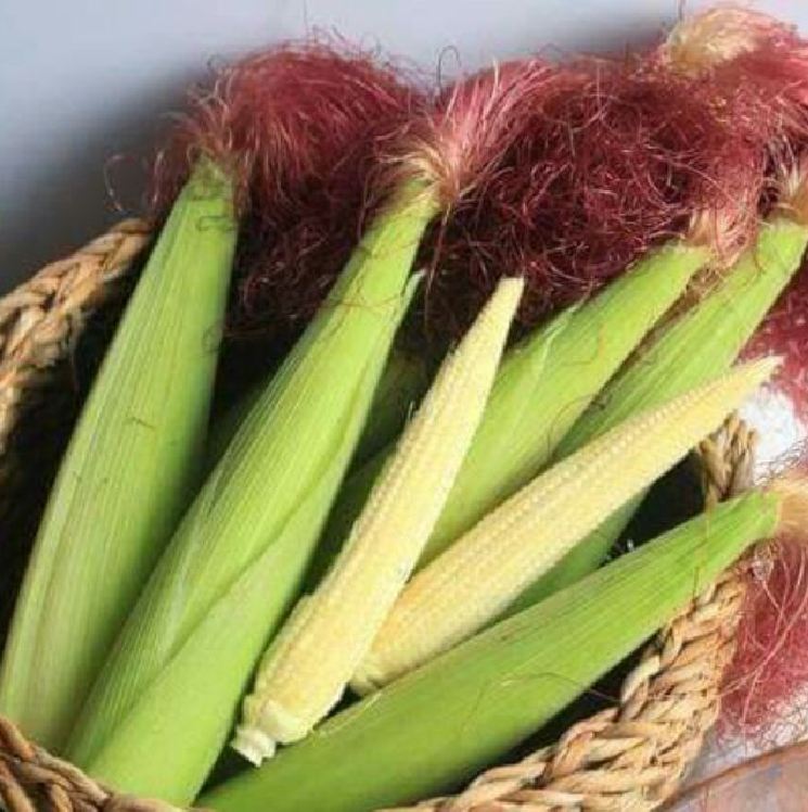 Hạt Giống Ngô Bao Tử - 1 gói 30 hạt