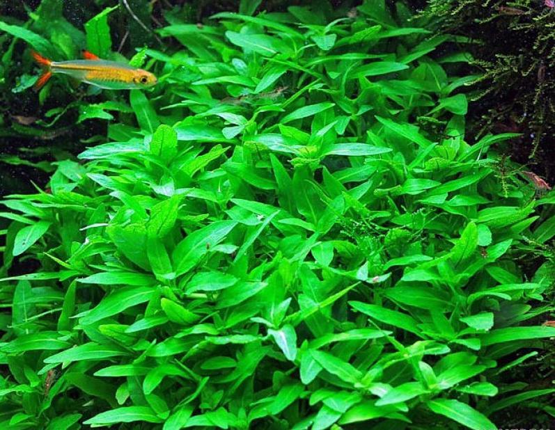 RAU THƠM THỦY SINH (25 NGỌN) LÁ NƯỚC