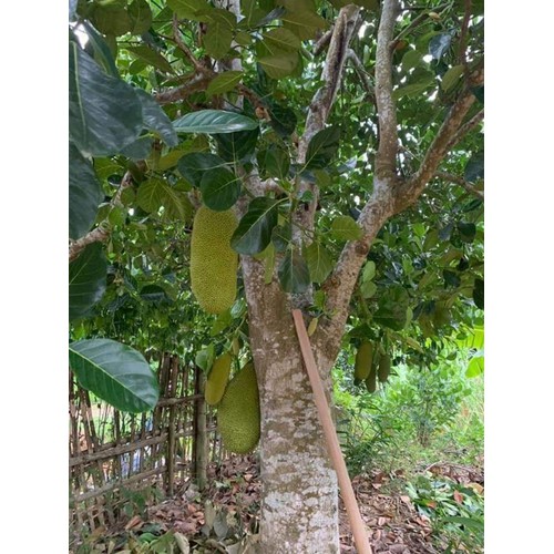 CÂY GIỐNG MÍT TRÁI DÀI MALAYSIA