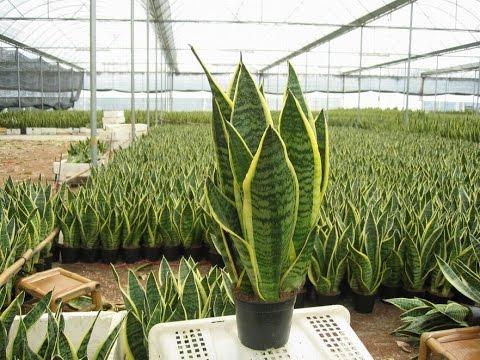 Cây lưỡi hổ để bàn chậu nhựa (3 cây/chậu)