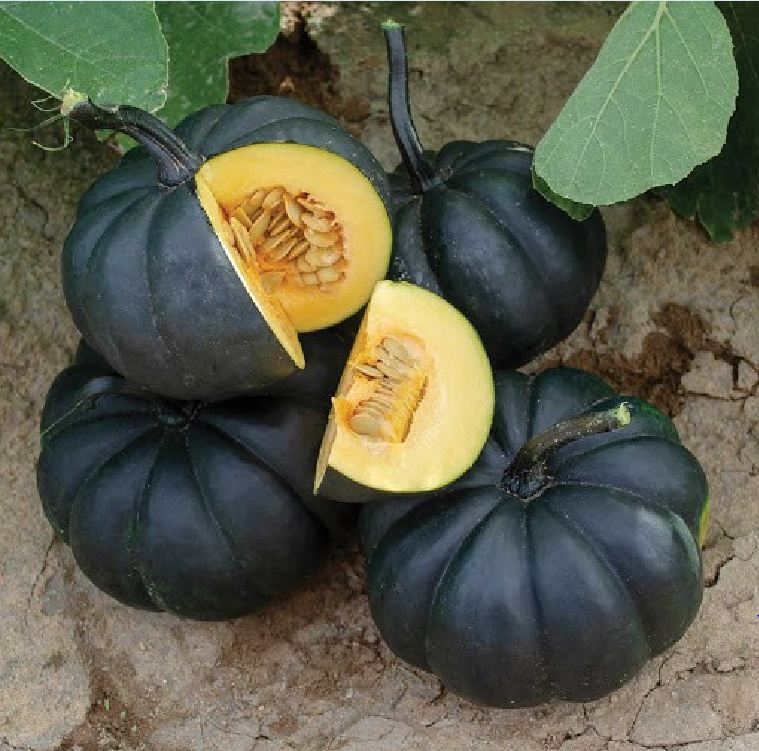 " Gói 10 "Hạt Giống Bí Đỏ Da Xanh Nhật Bản [Seeds]