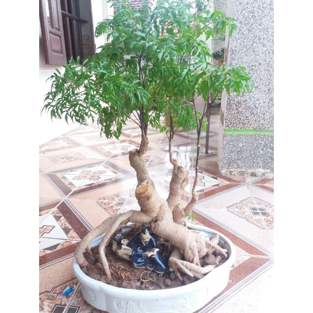 Đinh Lăng Bonsai - Đinh Lăng nếp (lá nhỏ)