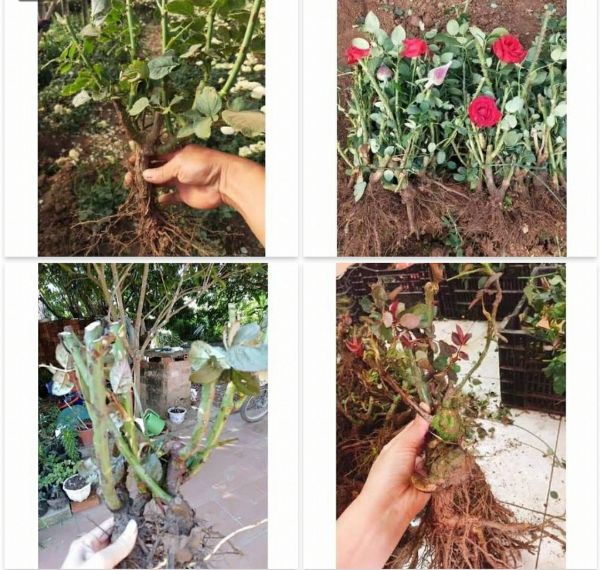 Gốc hoa hồng nhung combo 03 gốc rễ trần