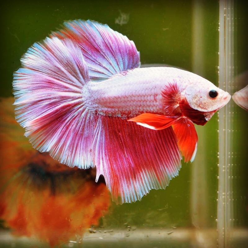 BETTA HM ĐA MÀU SẮC