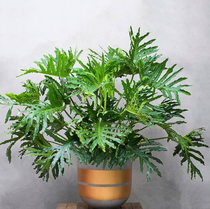 [Cây phong thủy] Trầu Bà Thanh Xuân chậu lớn - CayGiongTot