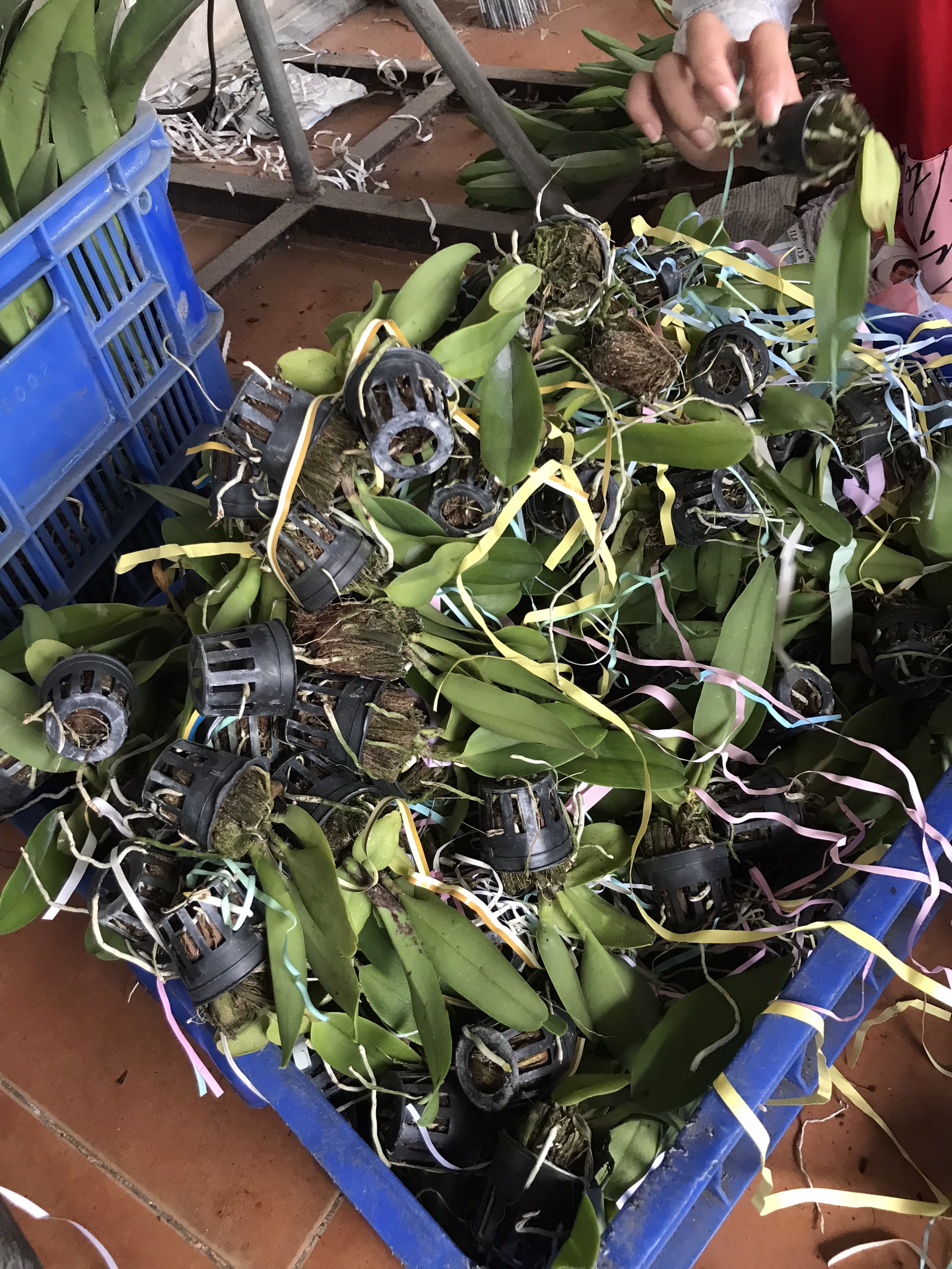 Hoa lan catt tú cầu đỏ size cây giống