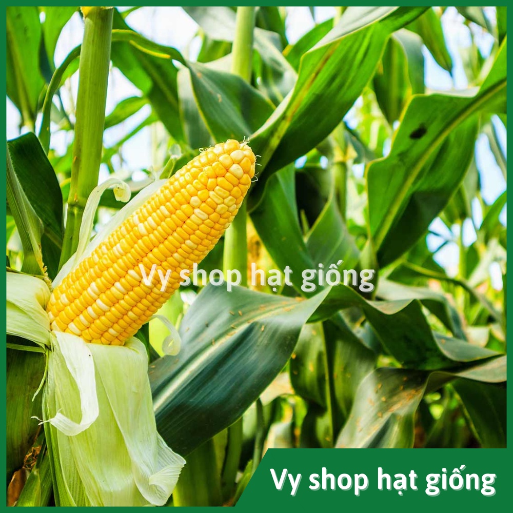 Hạt giống bắp Mỹ  (ngô ngọt) Thái Lan gói 110 hạt