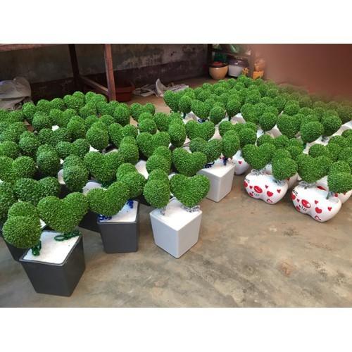 [HCM]Hạt giống cỏ may mắn