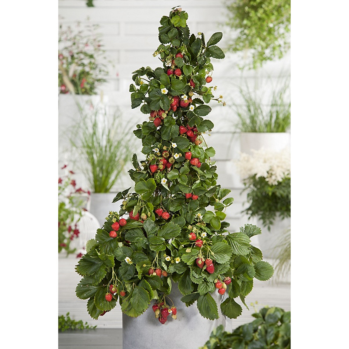 Hạt giống dâu tây đỏ leo giàn - Gói 50 hạt