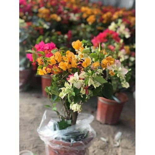 Cây hoa giấy ngũ sắc
