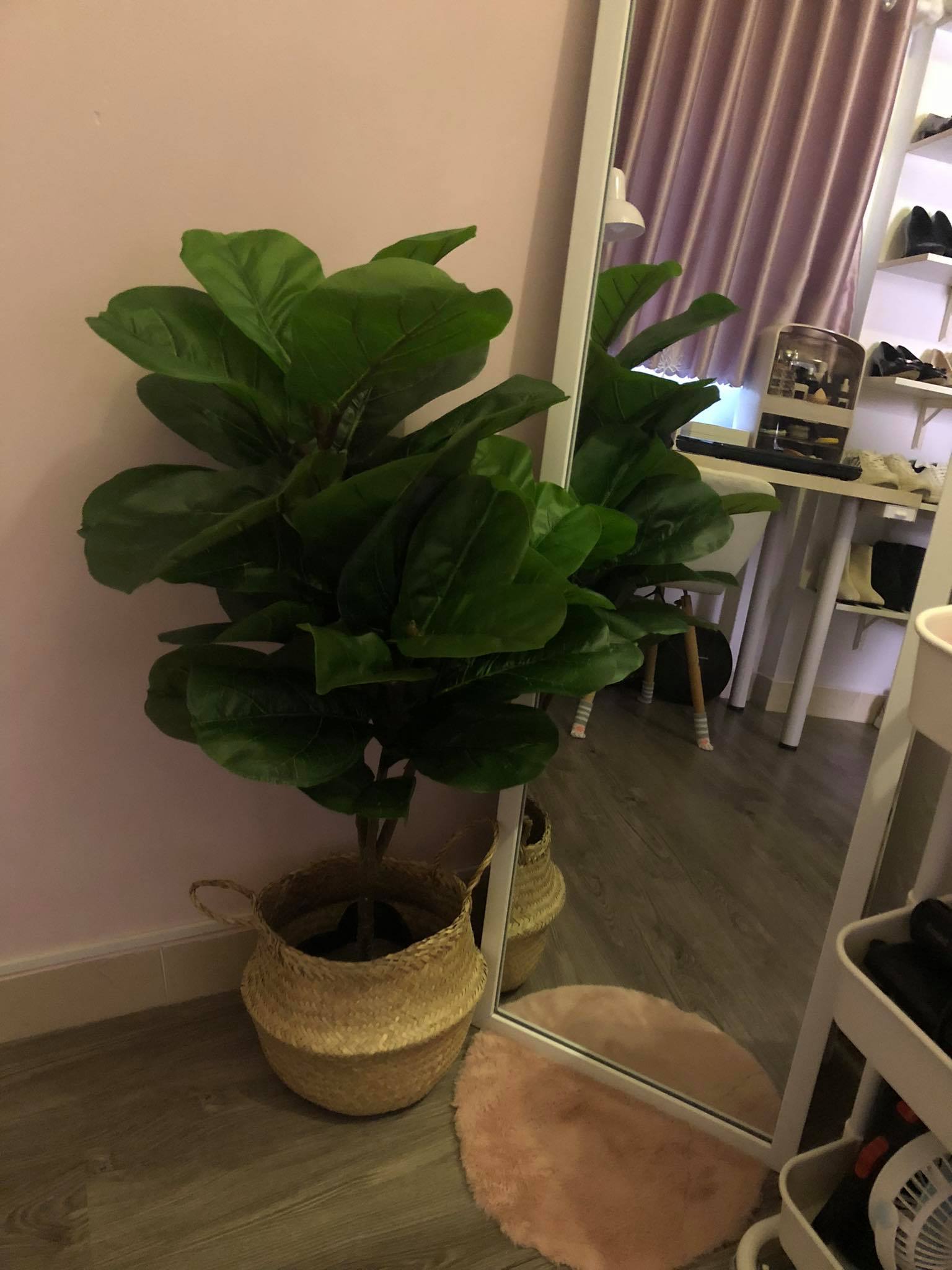 Combo cây bàng singapore kèm chậu giỏ