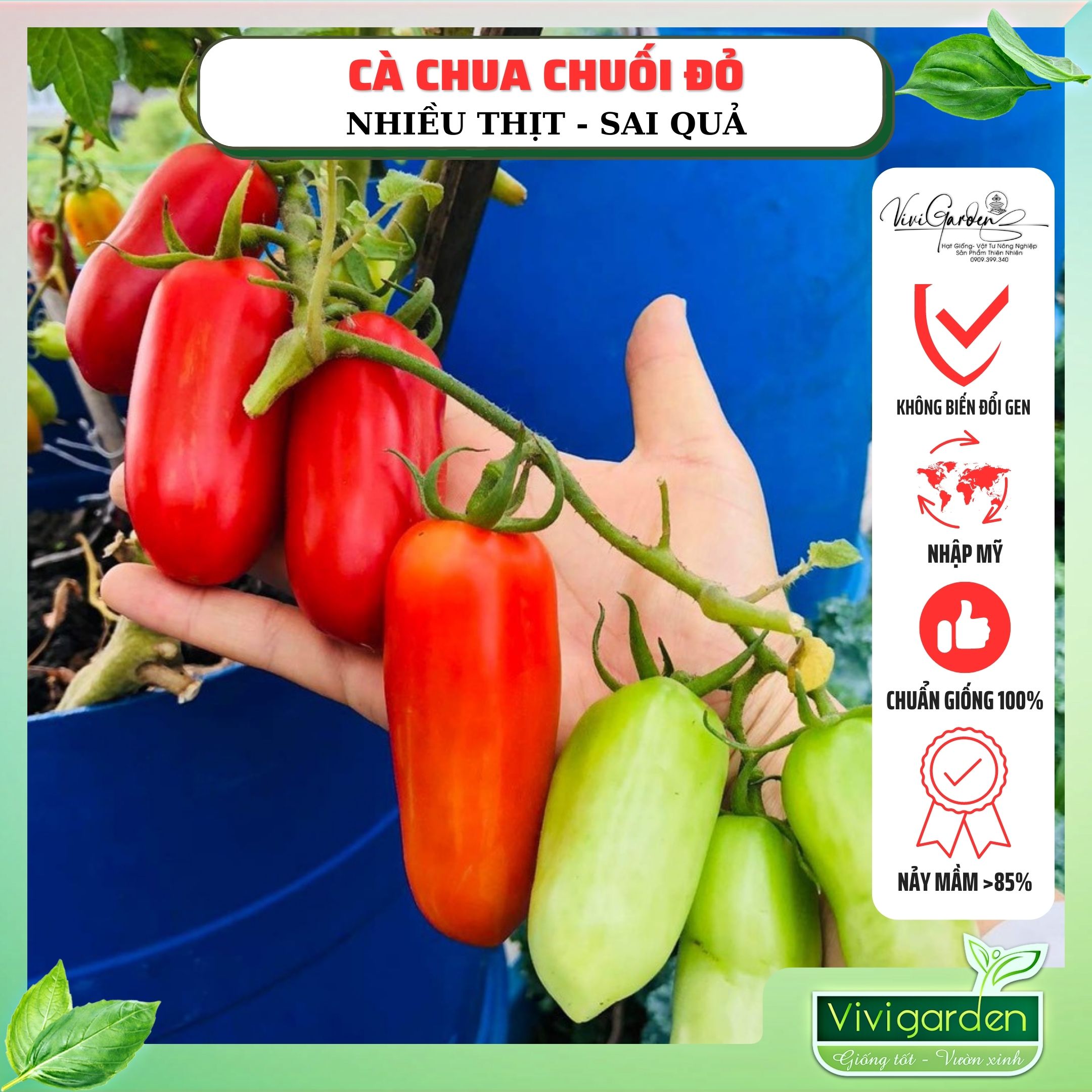 Hũ lẻ 10 hạt giống Cà Chua Chuối Đỏ SANZO mạnh mẽ nhiều bột thơm ngọt và ít chua hơn