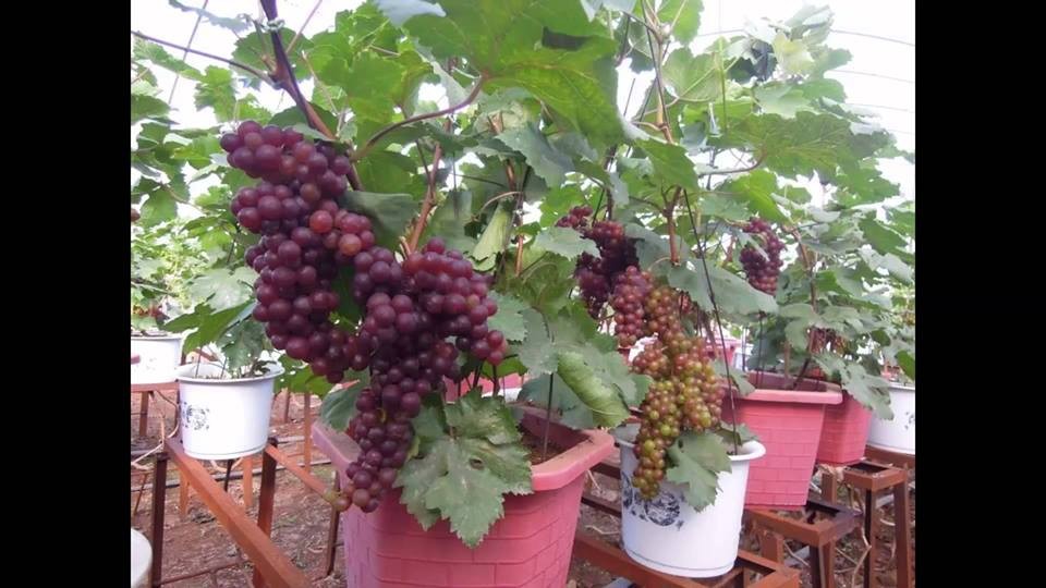 Hạt giống nho lùn Pháp F1 ( 5hạt/Kèm gói kích thích hạt nảy mầm )
