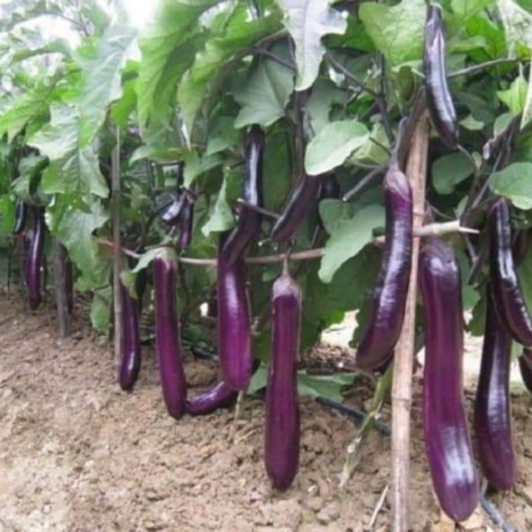 HẠT CÀ TÍM DÀI ( gói 1 gram)
