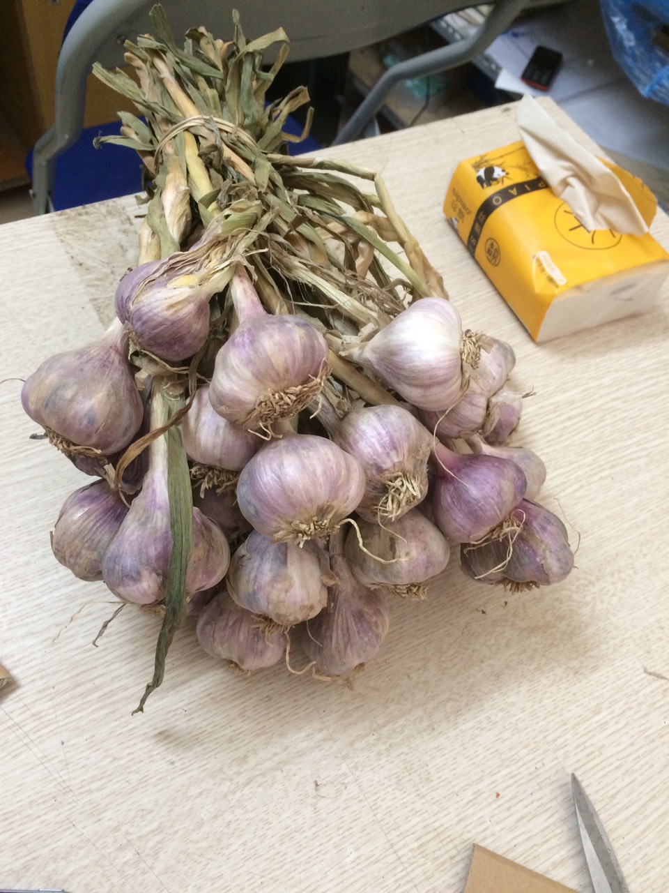 TỎI TÍM To 500g đã cắt cuống