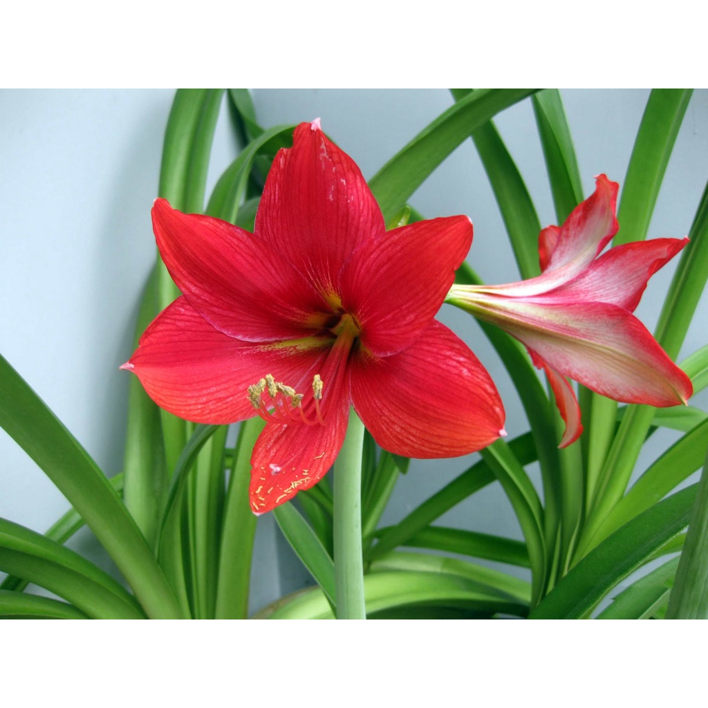 củ giống hoa huệ tây đỏ nội