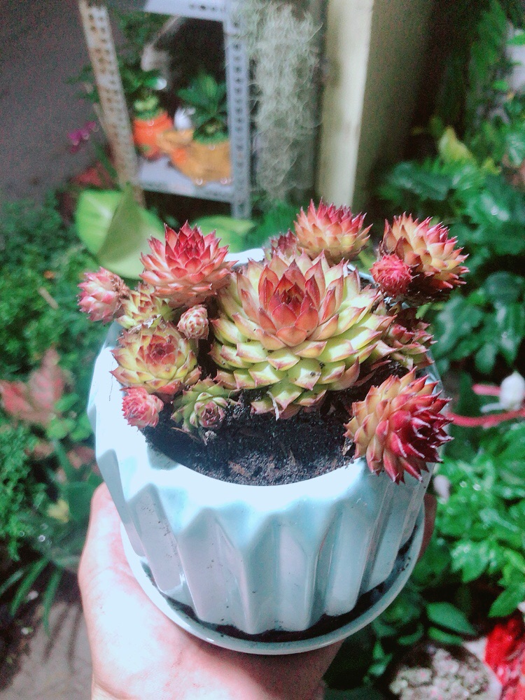 Chậu Sen Phật Bà Đỏ