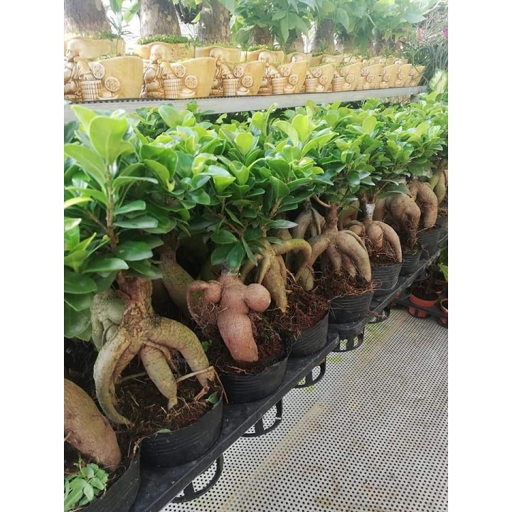 CÂY SANH LÙN NHẬT BON SAI (SZE LỚN)