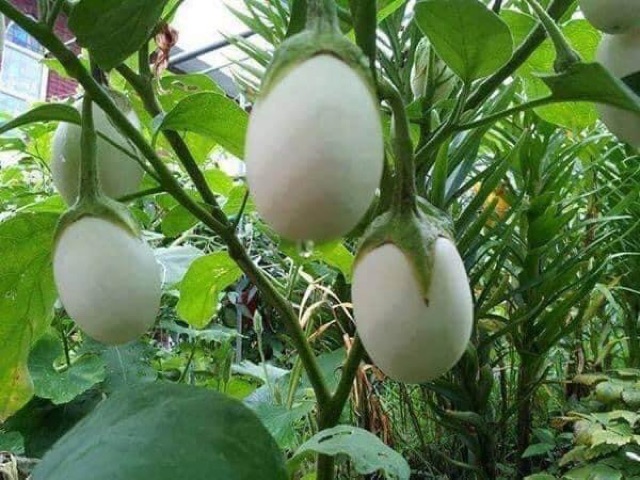 Hạt Giống Cà Trứng Ngỗng