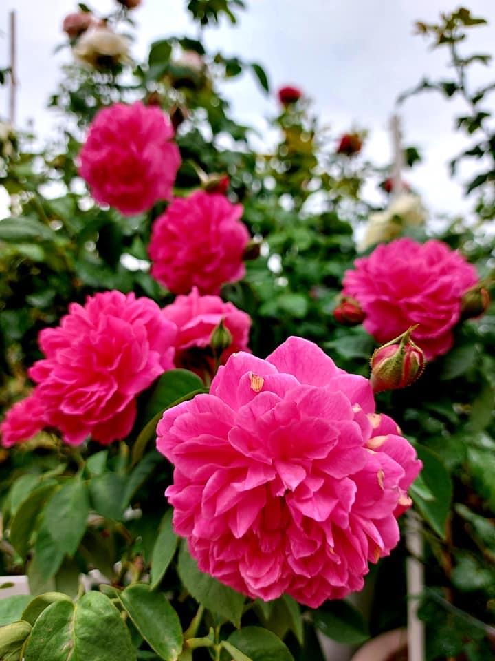 Hoa hồng leo nb Tường Vi Rose size trung