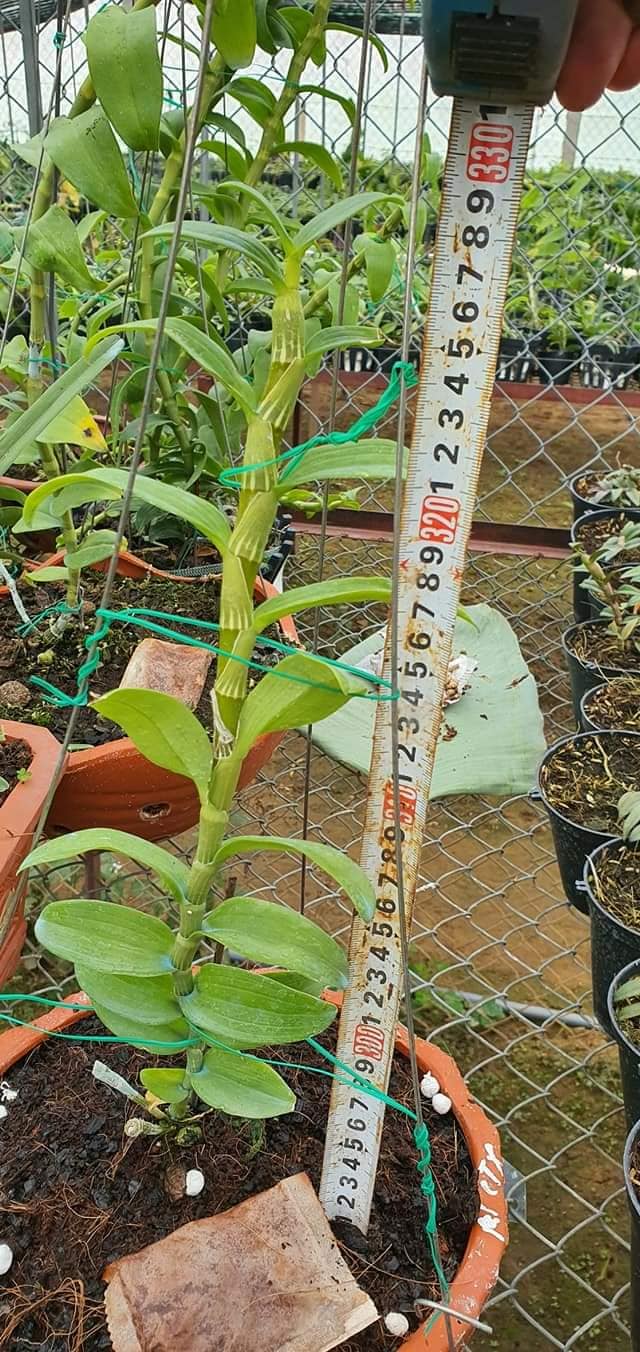 Phi điệp đột biến 5 CT LÂM XUNG