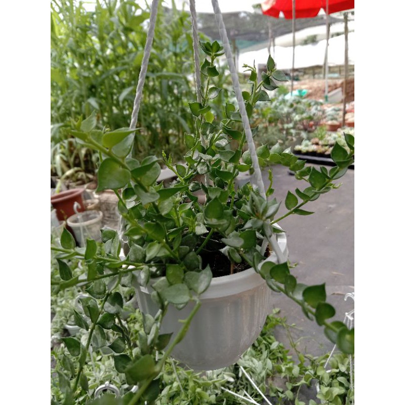 Cây Lan Tim Xanh Chậu Treo Kèm Móc